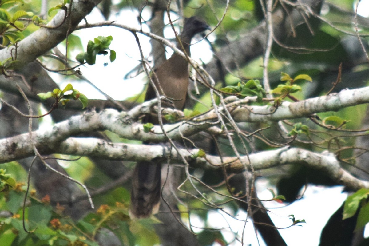 Plain Chachalaca - ML620286271