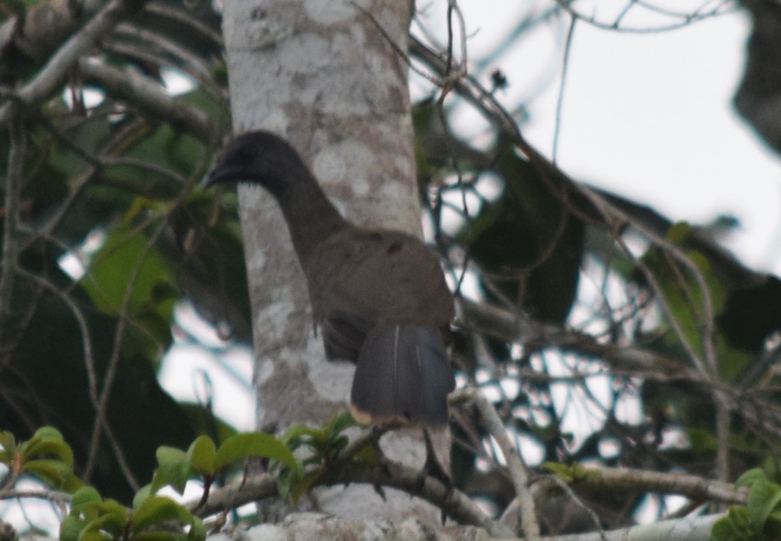 Plain Chachalaca - ML620286272