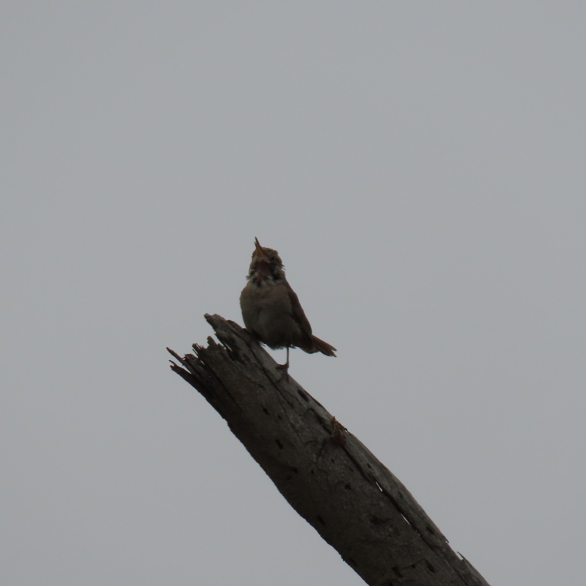 House Wren - ML620286273