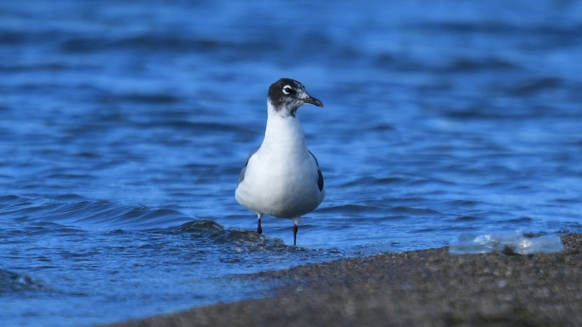 Franklin's Gull - ML620286275