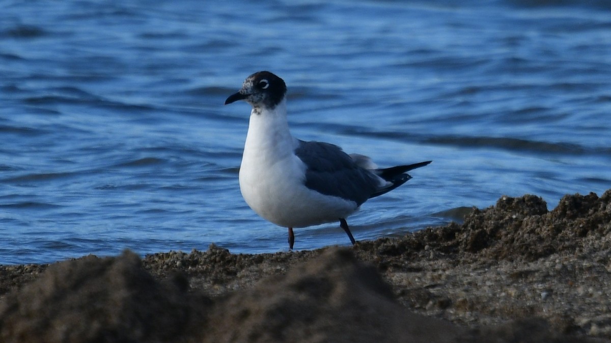 Franklin's Gull - ML620286276