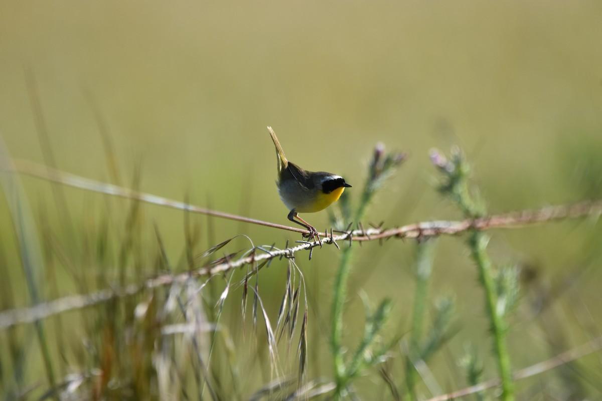 Common Yellowthroat - ML620286282