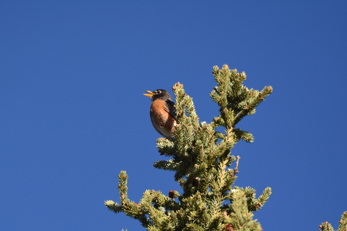 American Robin - ML620286285