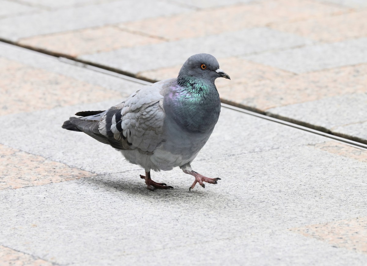 Rock Pigeon (Feral Pigeon) - ML620286286