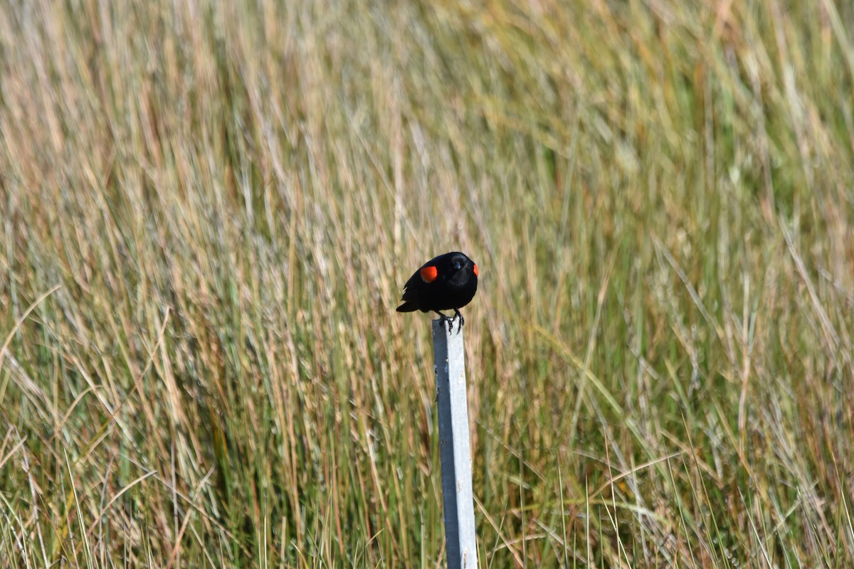 Red-winged Blackbird - ML620286287