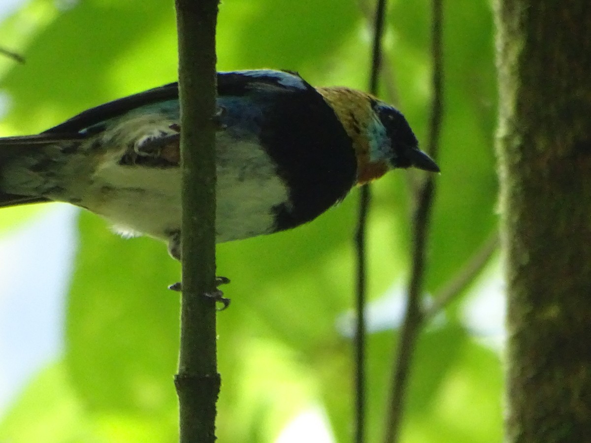 Golden-hooded Tanager - ML620286290