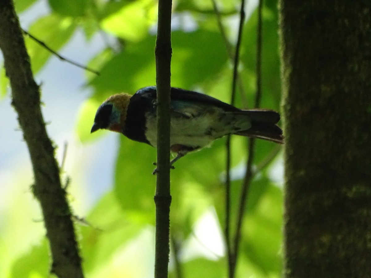 Golden-hooded Tanager - ML620286291