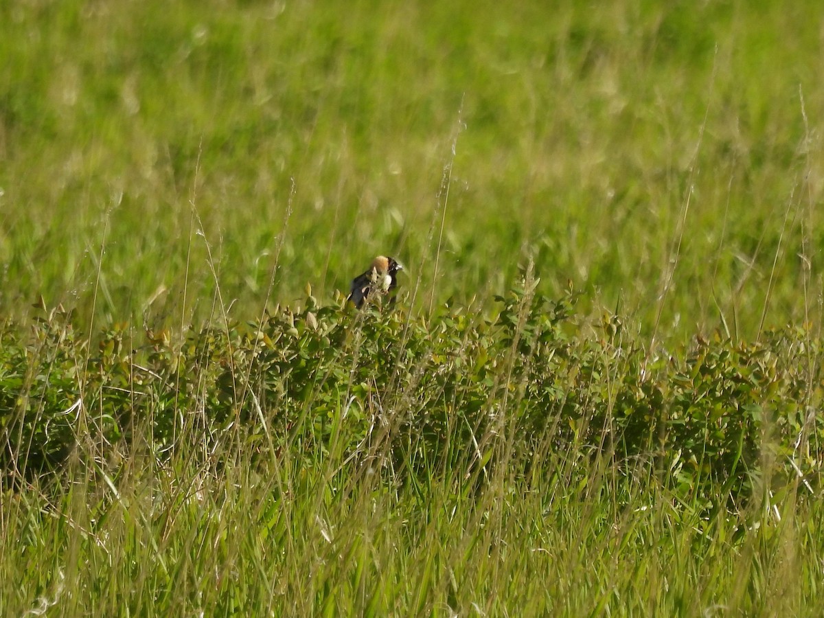 Bobolink - ML620286295