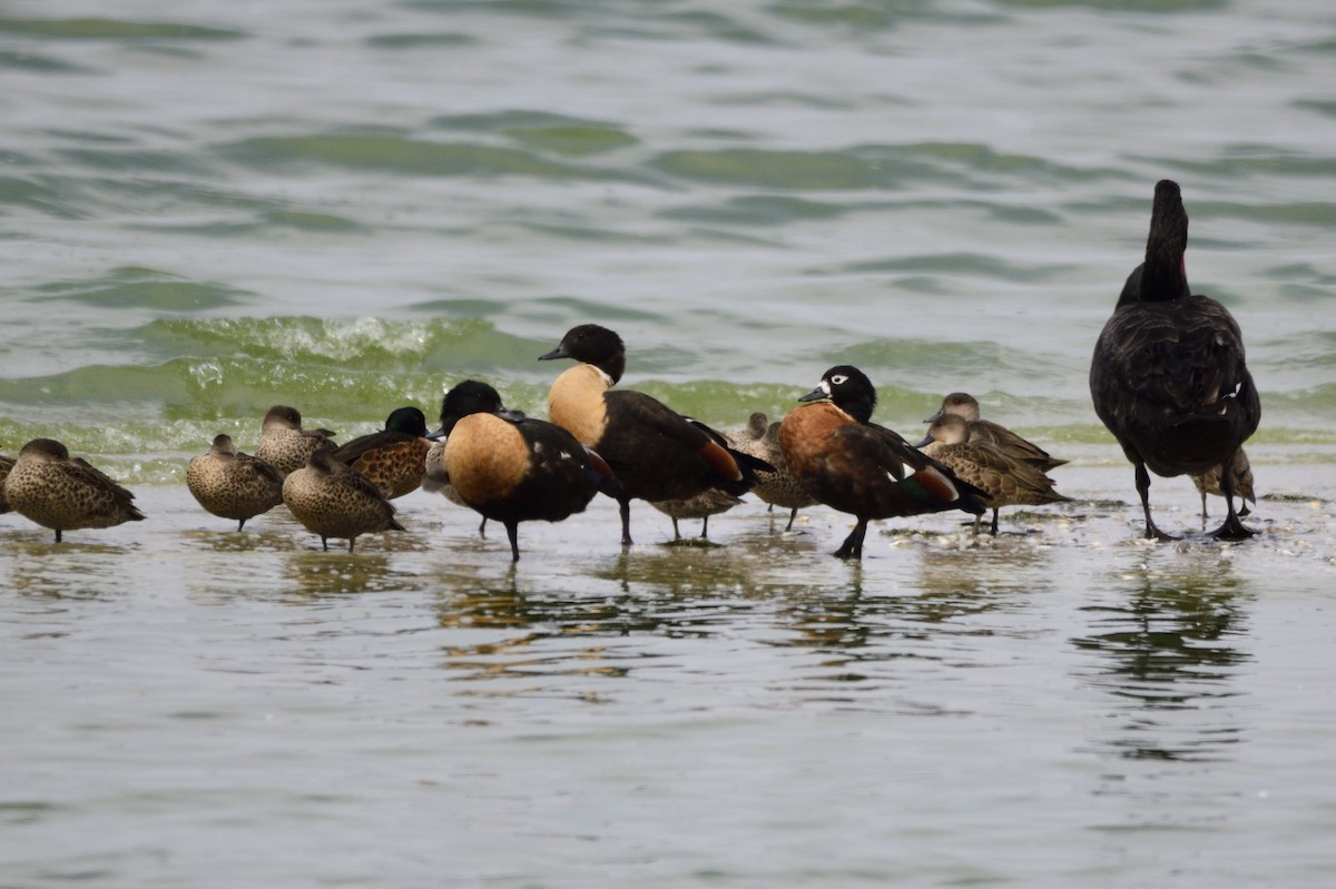 Australian Shelduck - ML620286298