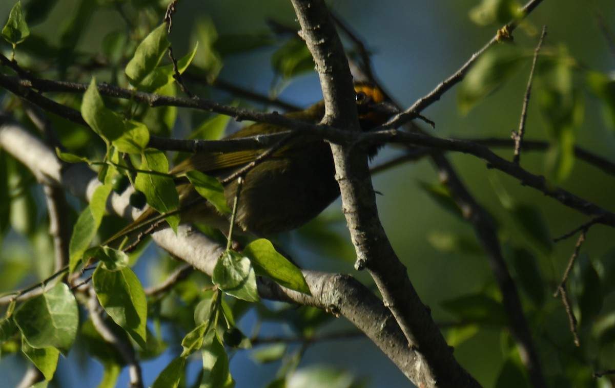 Yellow-faced Grassquit - ML620286299