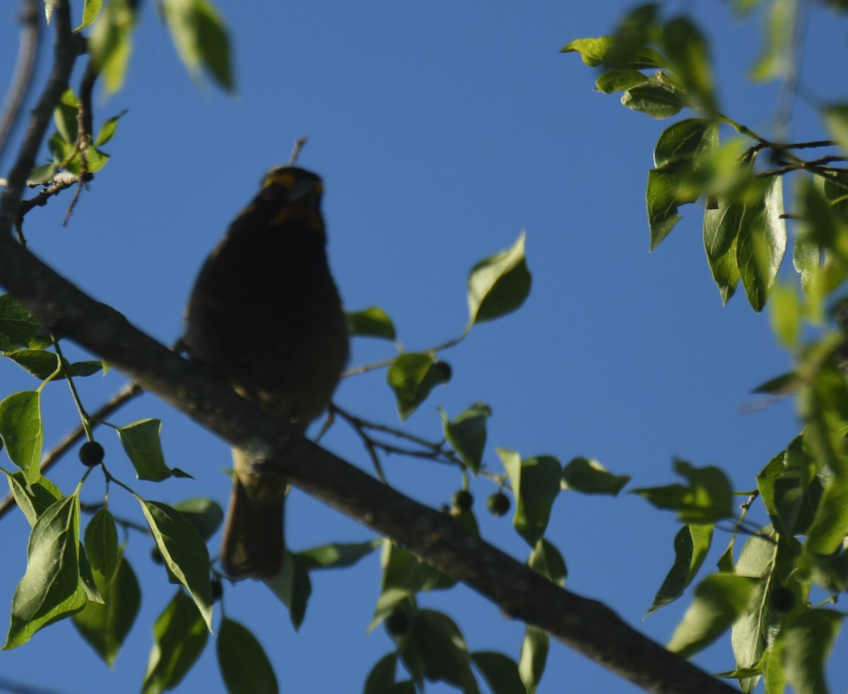 Yellow-faced Grassquit - ML620286300