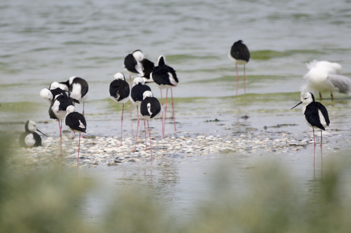 Pied Stilt - ML620286304