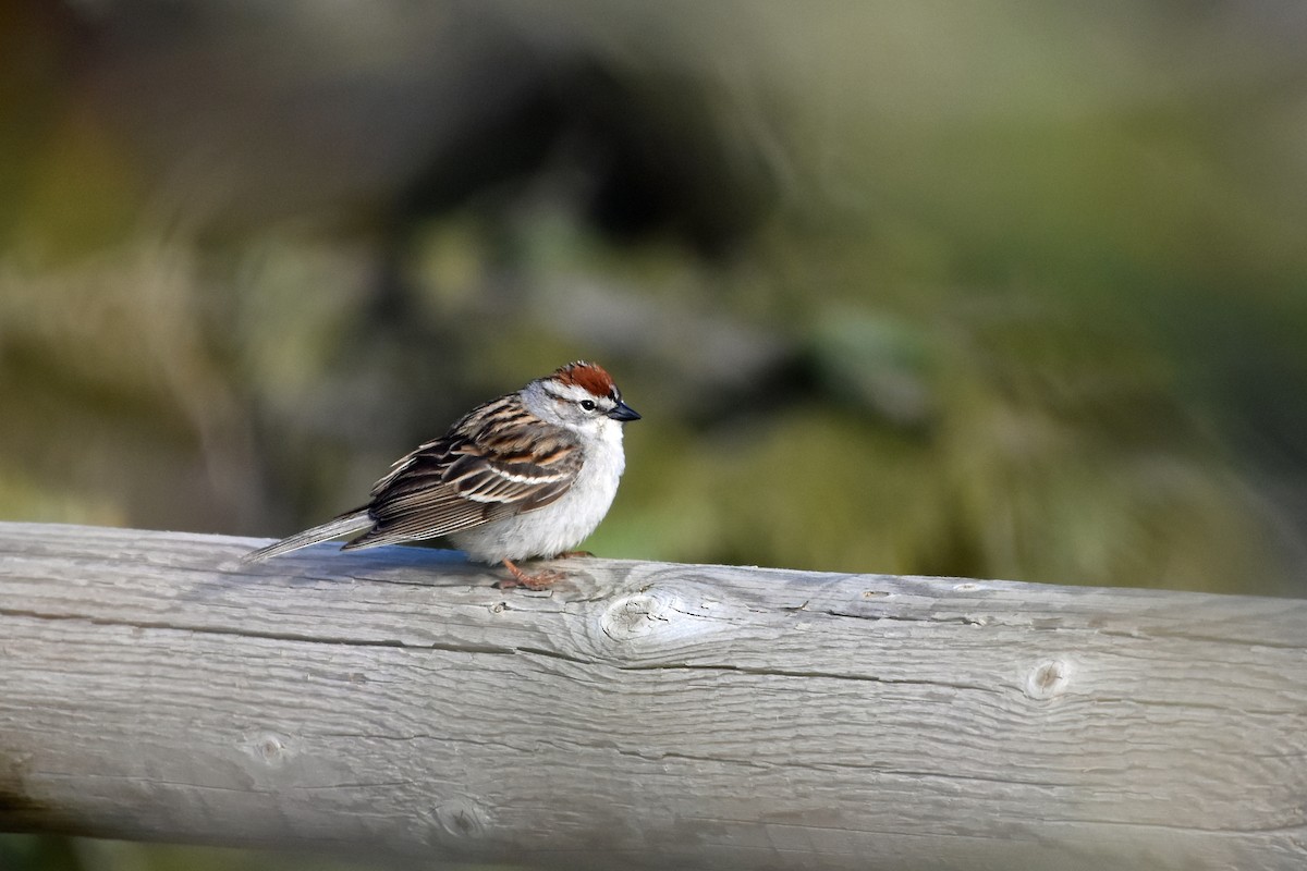Chipping Sparrow - ML620286307