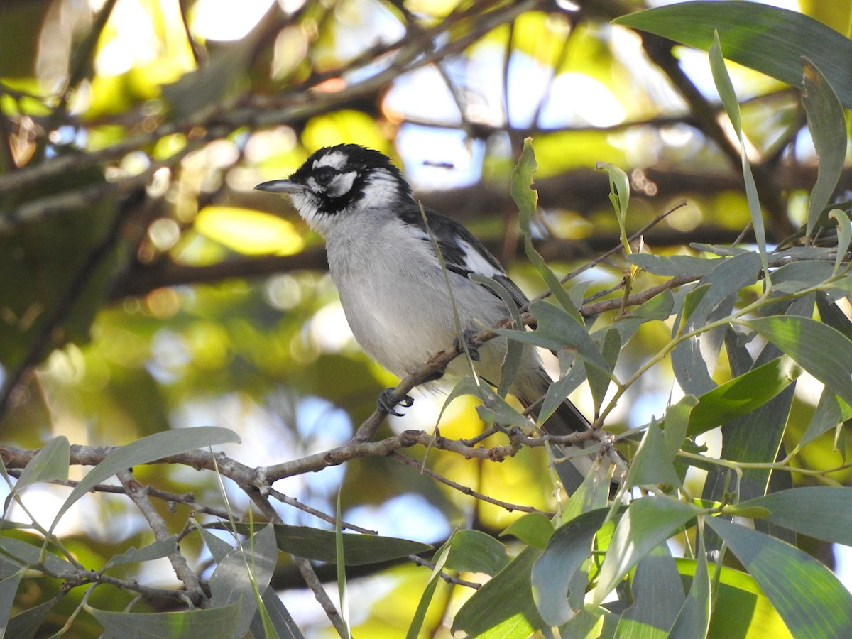 White-eared Monarch - ML620286312