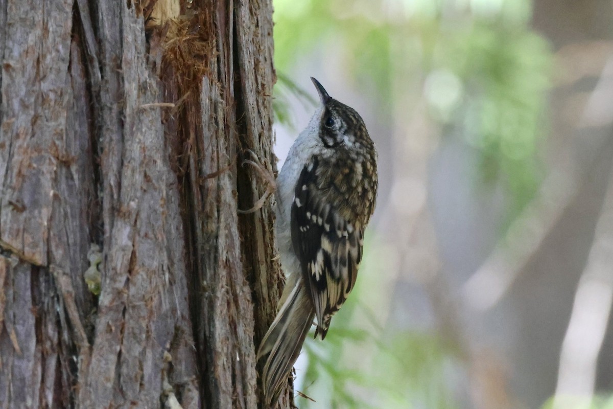 Brown Creeper - ML620286316