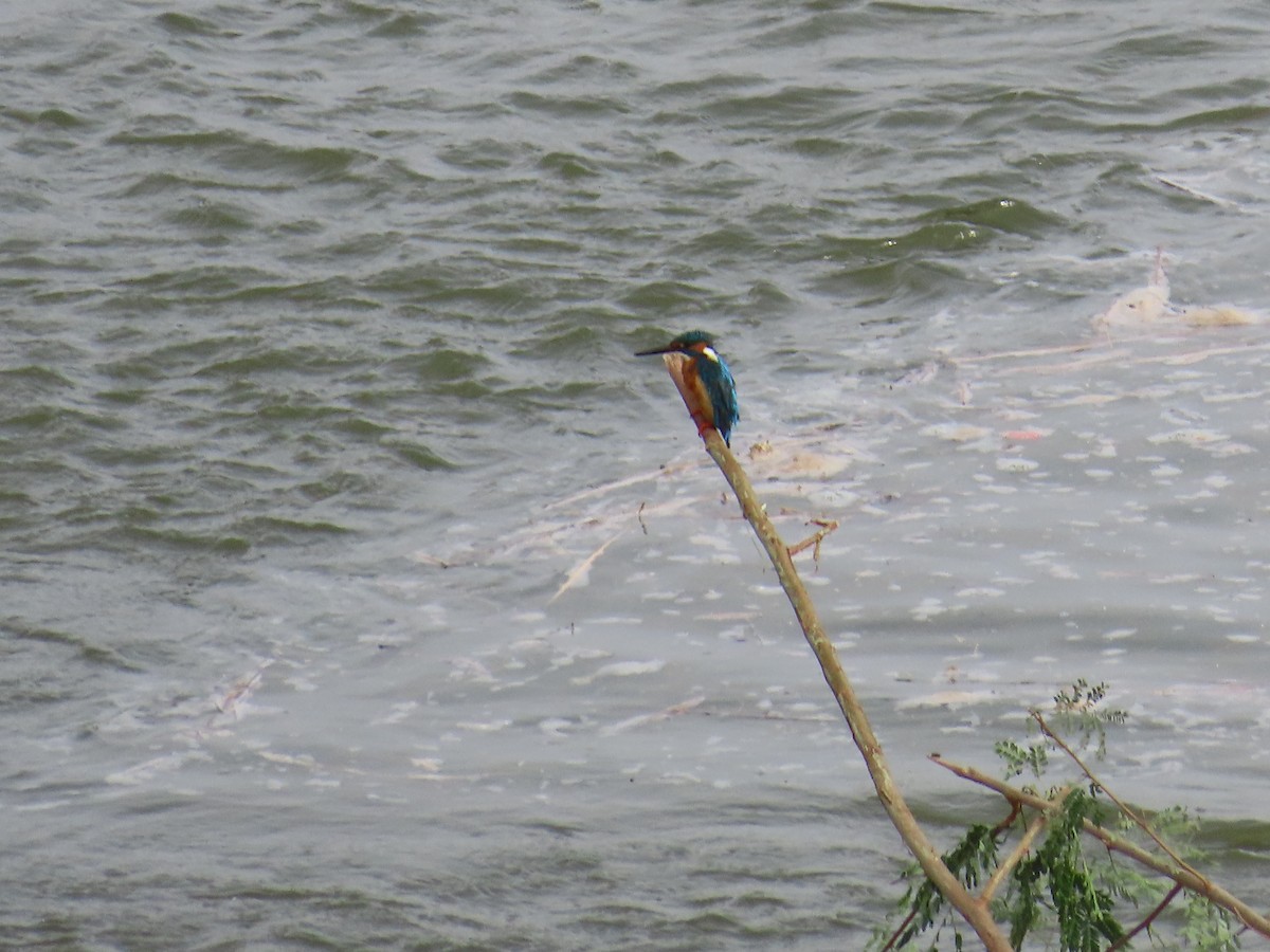 Common Kingfisher - ML620286317