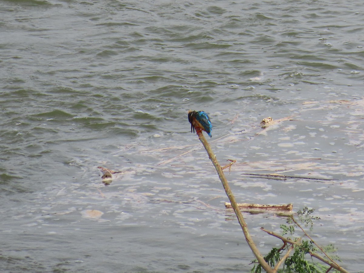 Martin-pêcheur d'Europe - ML620286318