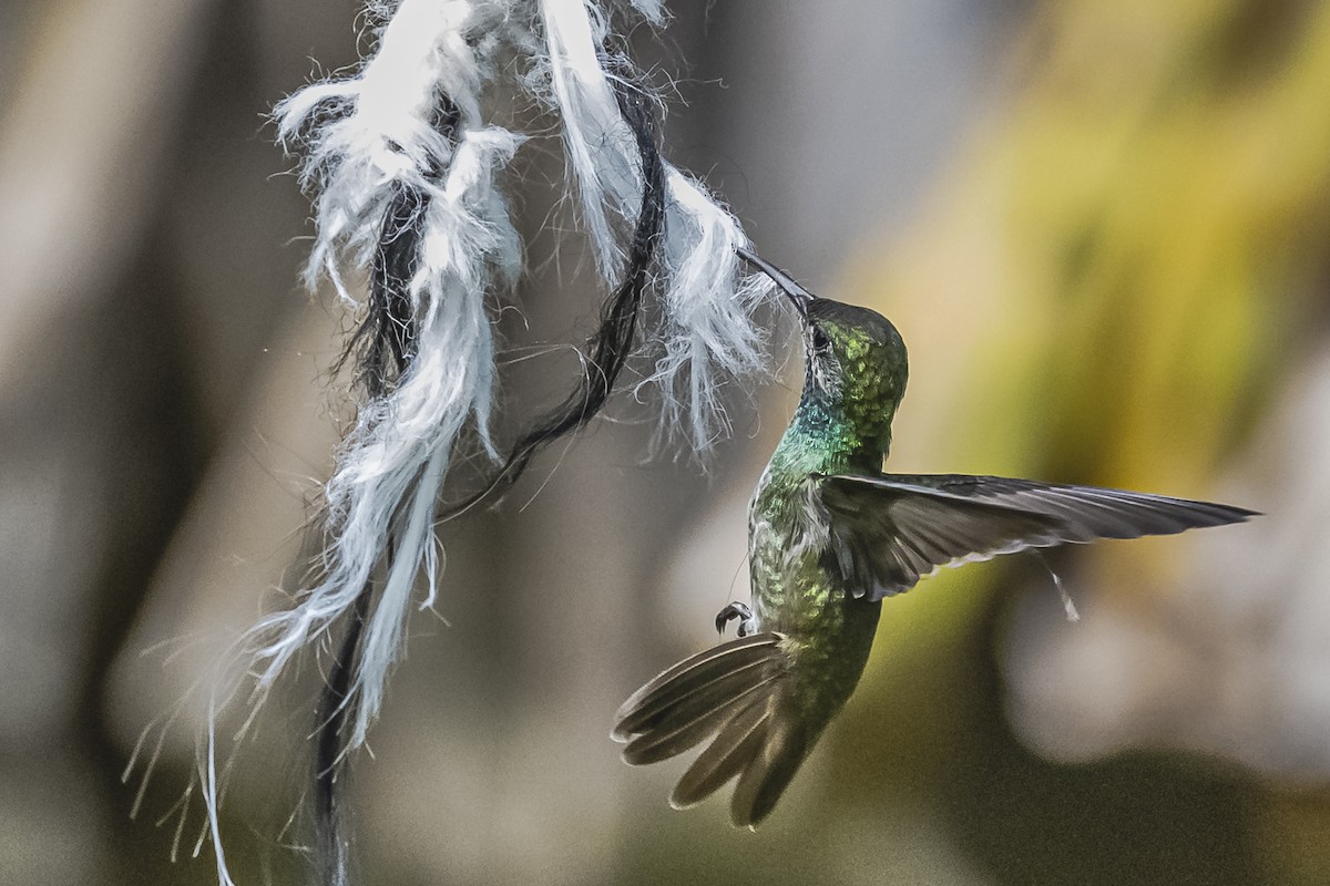 tupikolibri - ML620286321