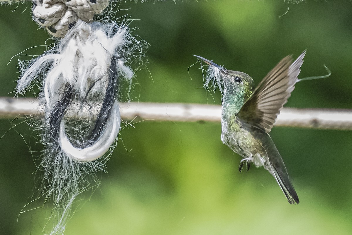 tupikolibri - ML620286330