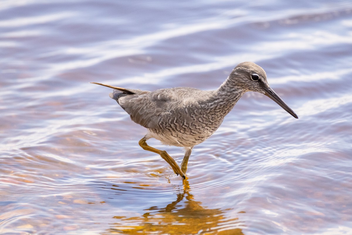 Wandering Tattler - ML620286338