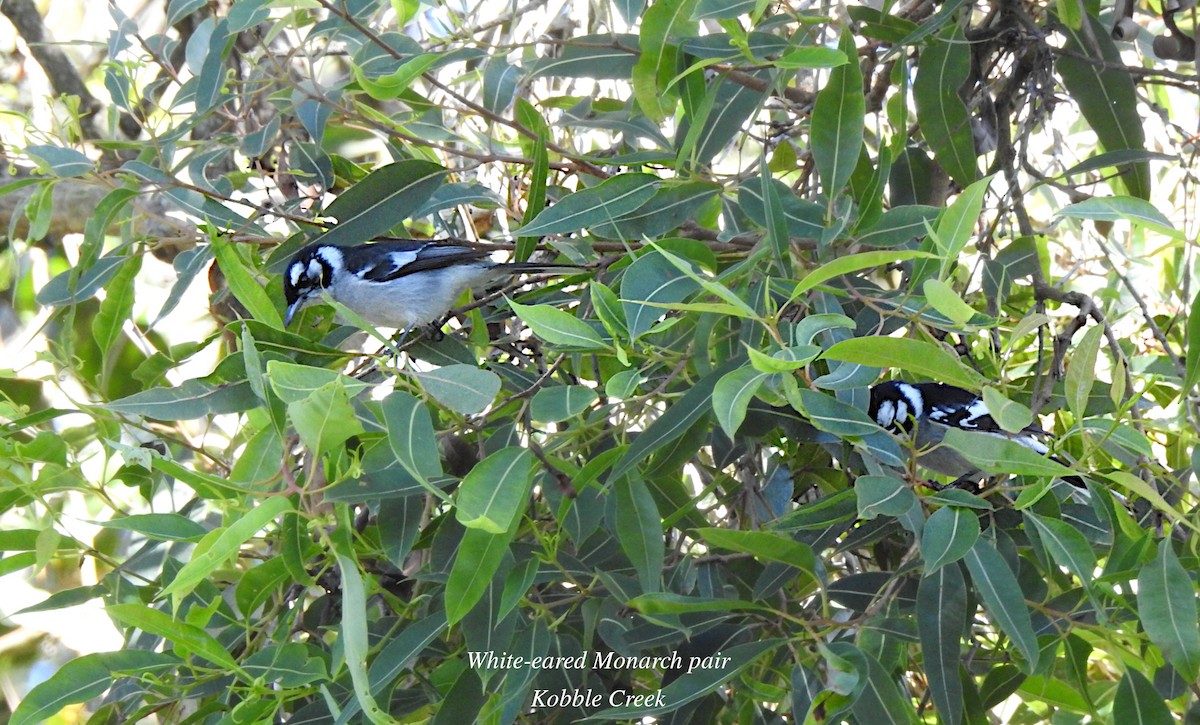 White-eared Monarch - ML620286339