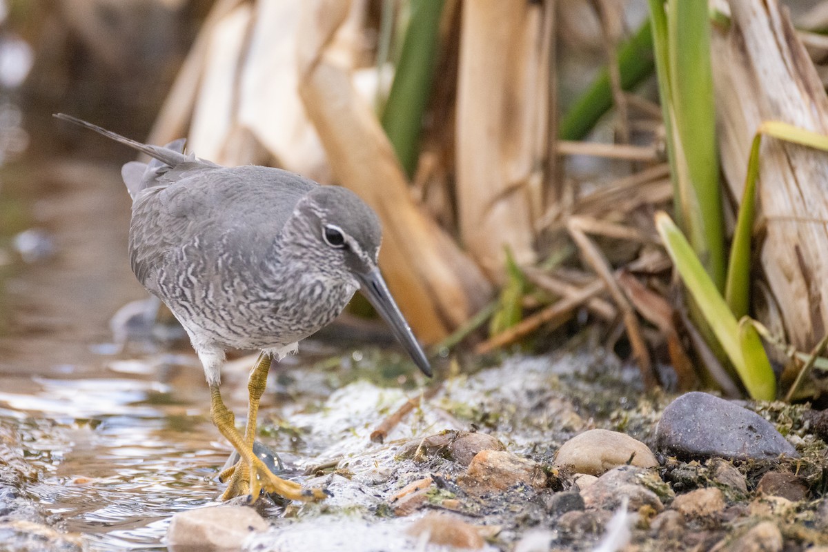 Wandering Tattler - ML620286341