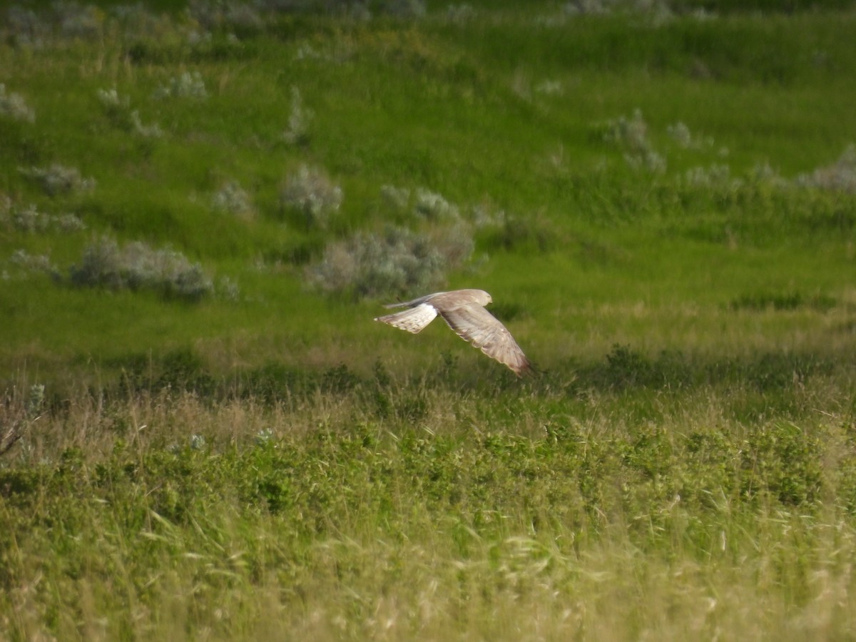 Northern Harrier - ML620286342