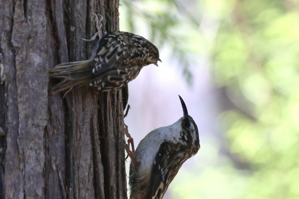 Brown Creeper - ML620286344