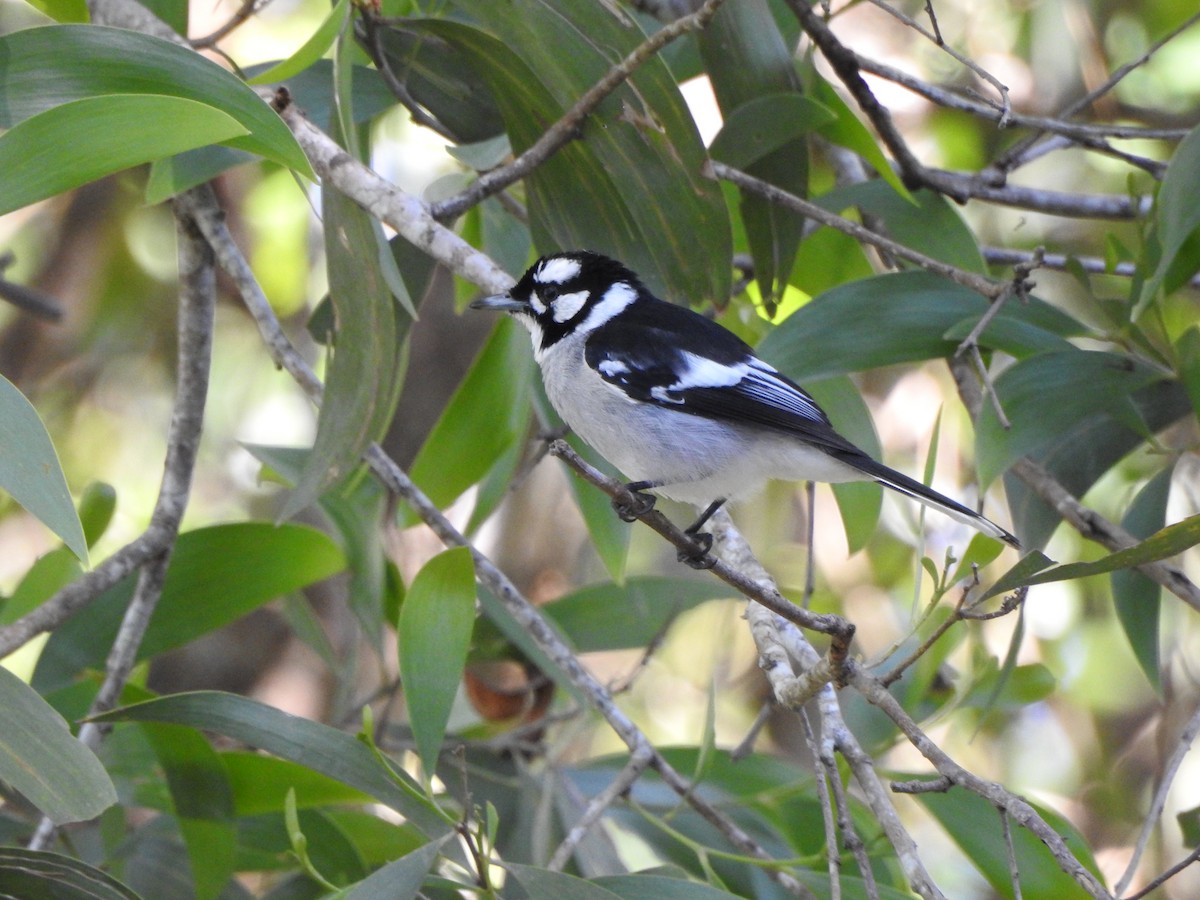 White-eared Monarch - ML620286351