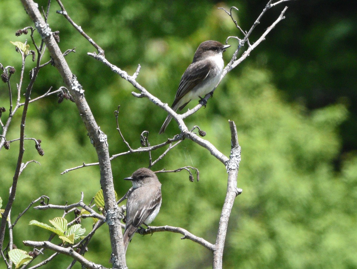 Alder Flycatcher - ML620286355