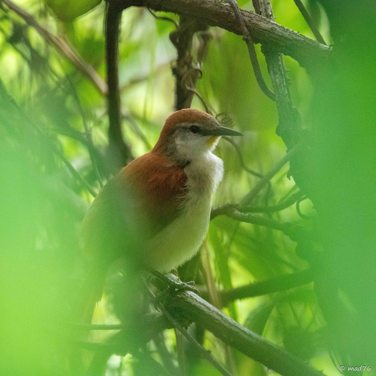 Yellow-chinned Spinetail - ML620286359