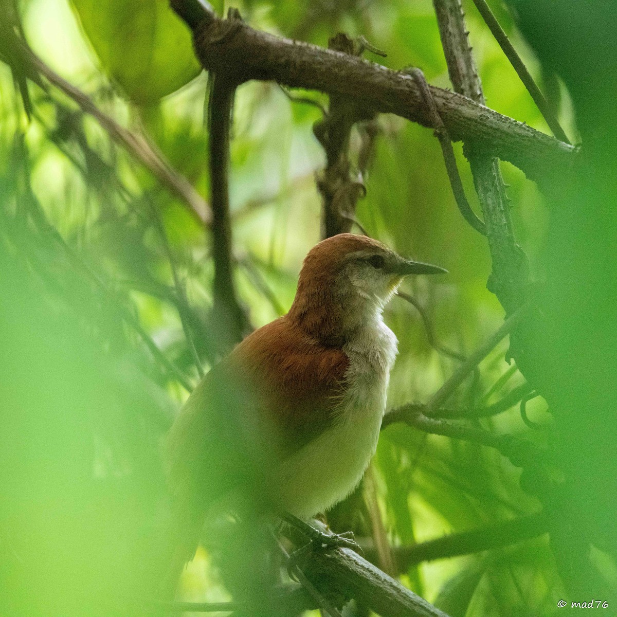 Yellow-chinned Spinetail - ML620286360