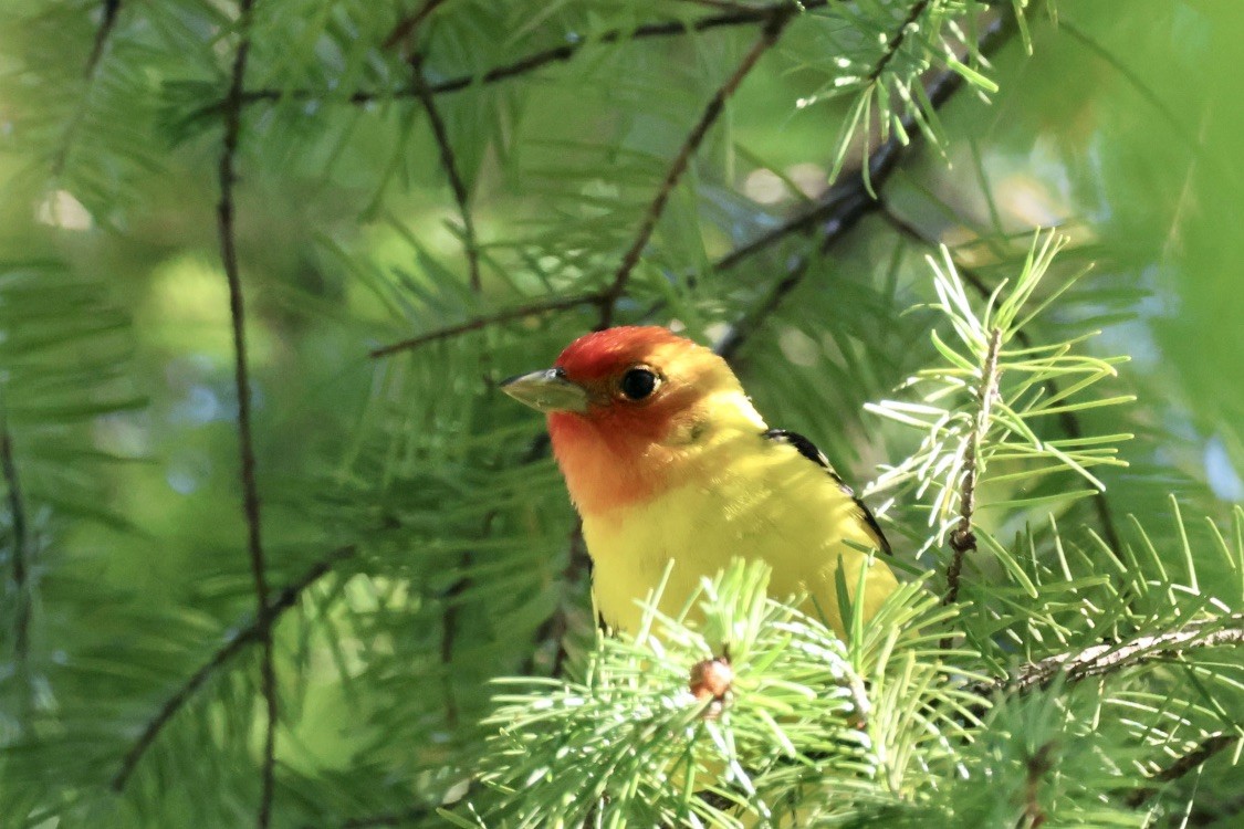 Western Tanager - ML620286362