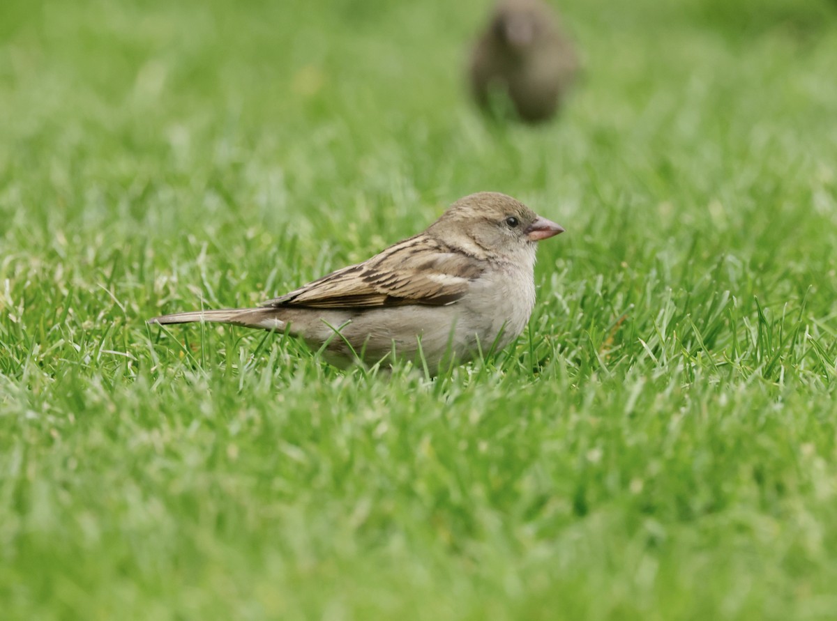 House Sparrow - ML620286363