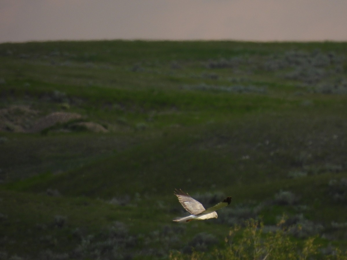 Northern Harrier - ML620286367