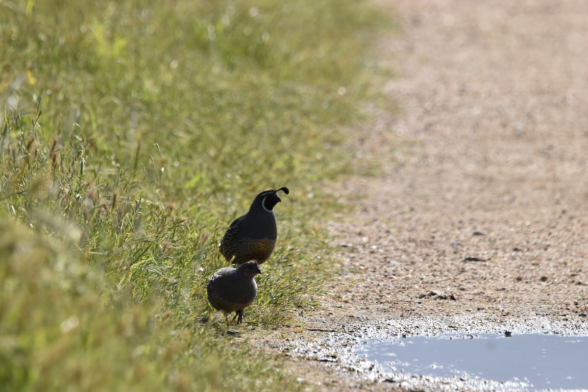 California Quail - ML620286368