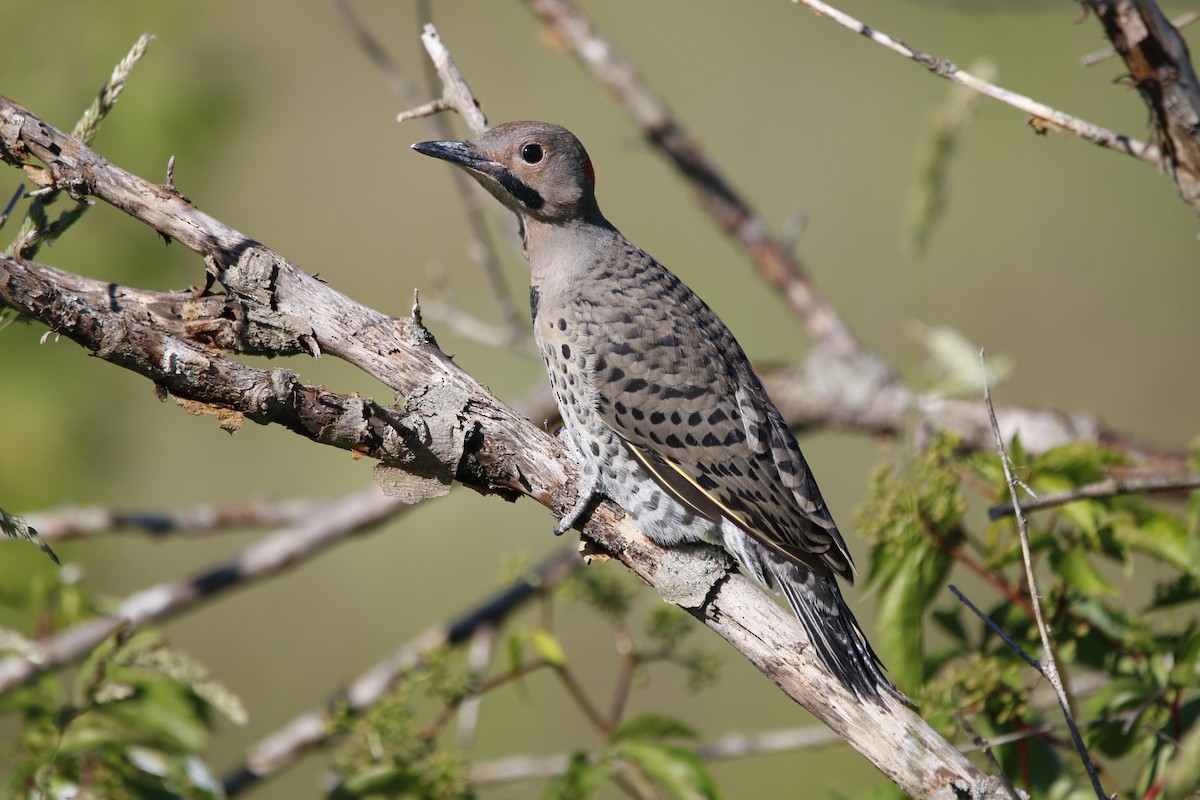 Northern Flicker - ML620286383