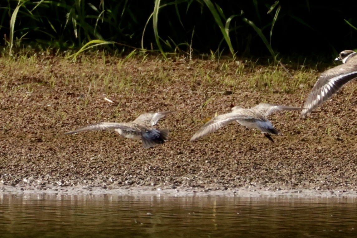 White-rumped Sandpiper - ML620286384