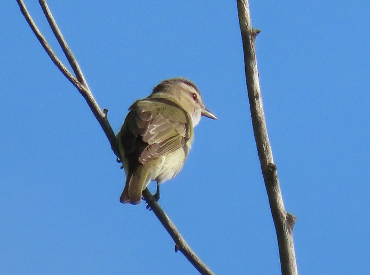 Red-eyed Vireo - ML620286394