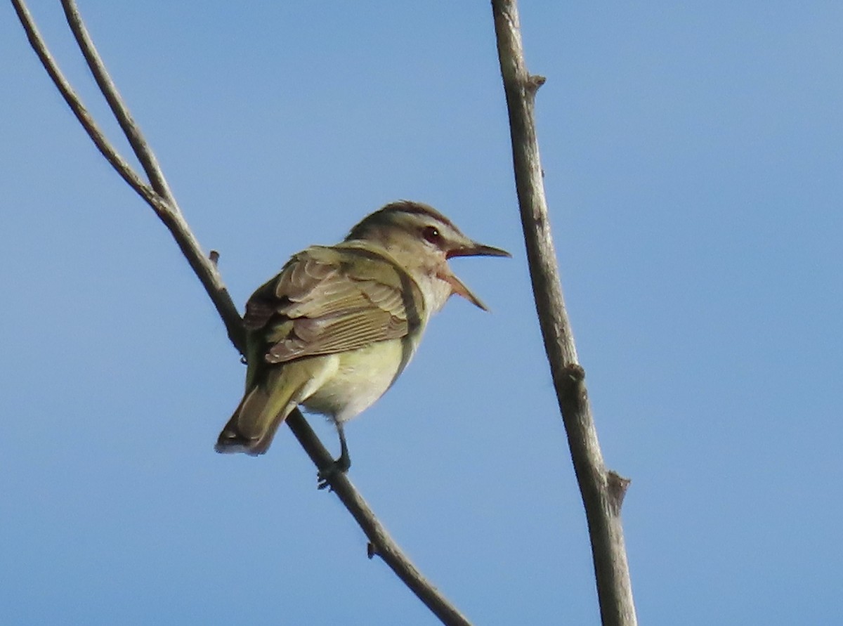 Red-eyed Vireo - ML620286395