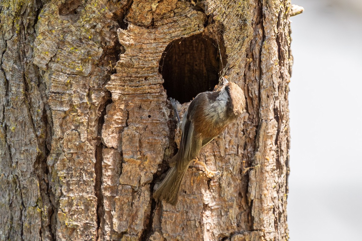 Mésange à dos marron - ML620286396