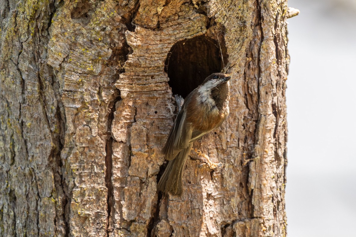 Mésange à dos marron - ML620286398