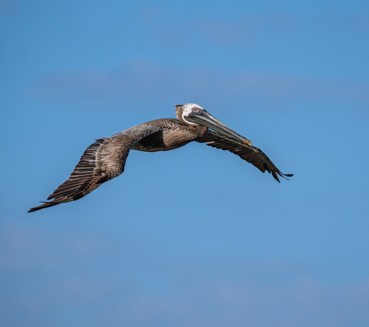 Brown Pelican - ML620286400