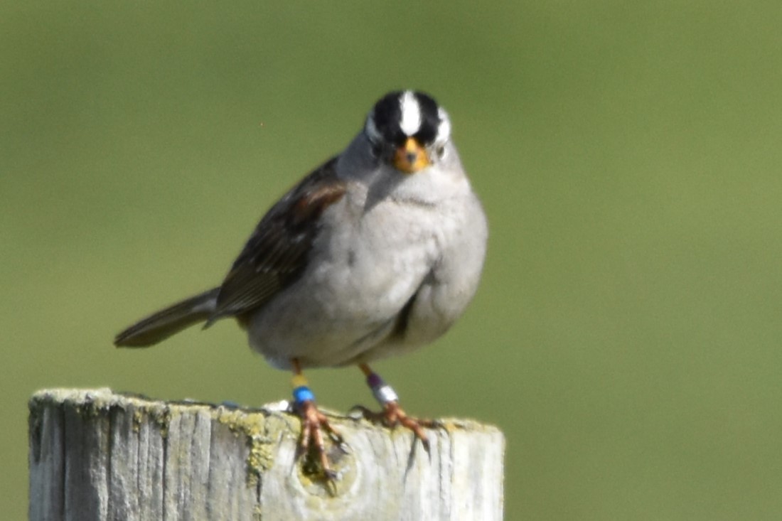 White-crowned Sparrow - ML620286403