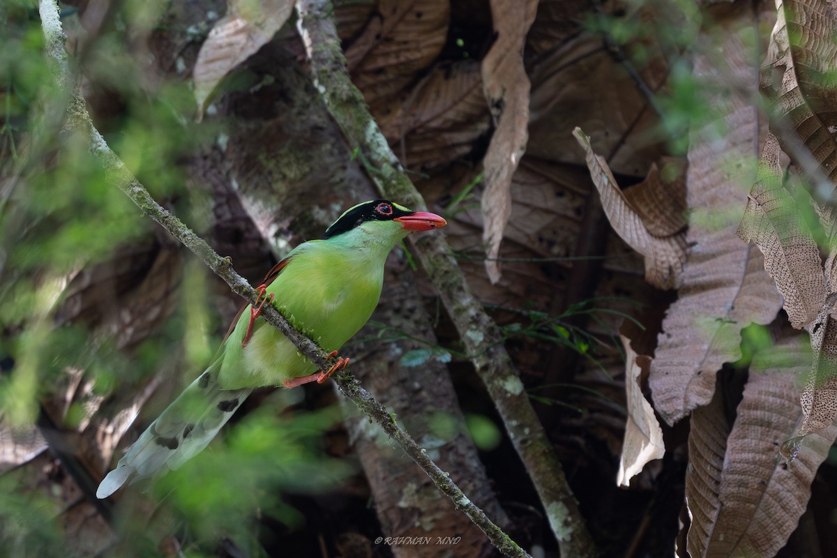 Common Green-Magpie (Common) - ML620286405