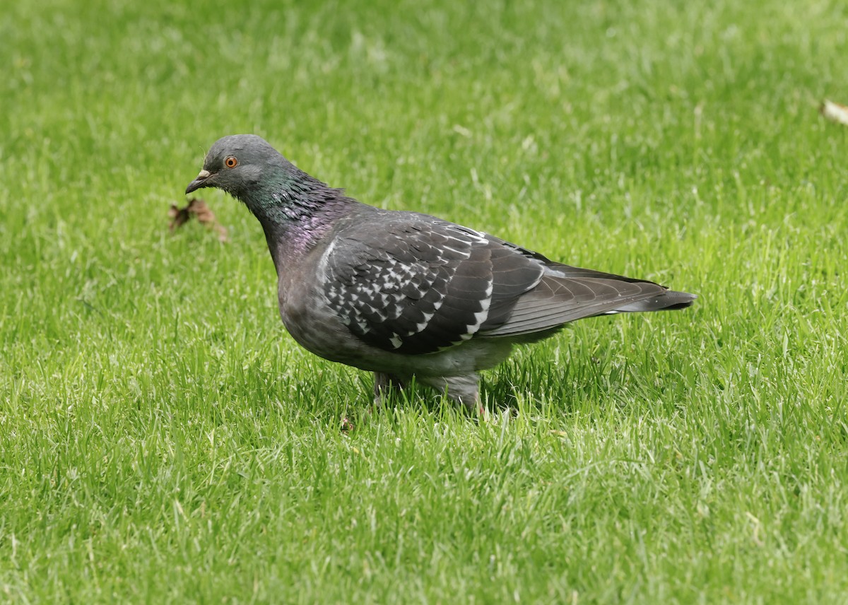 Rock Pigeon (Feral Pigeon) - ML620286408