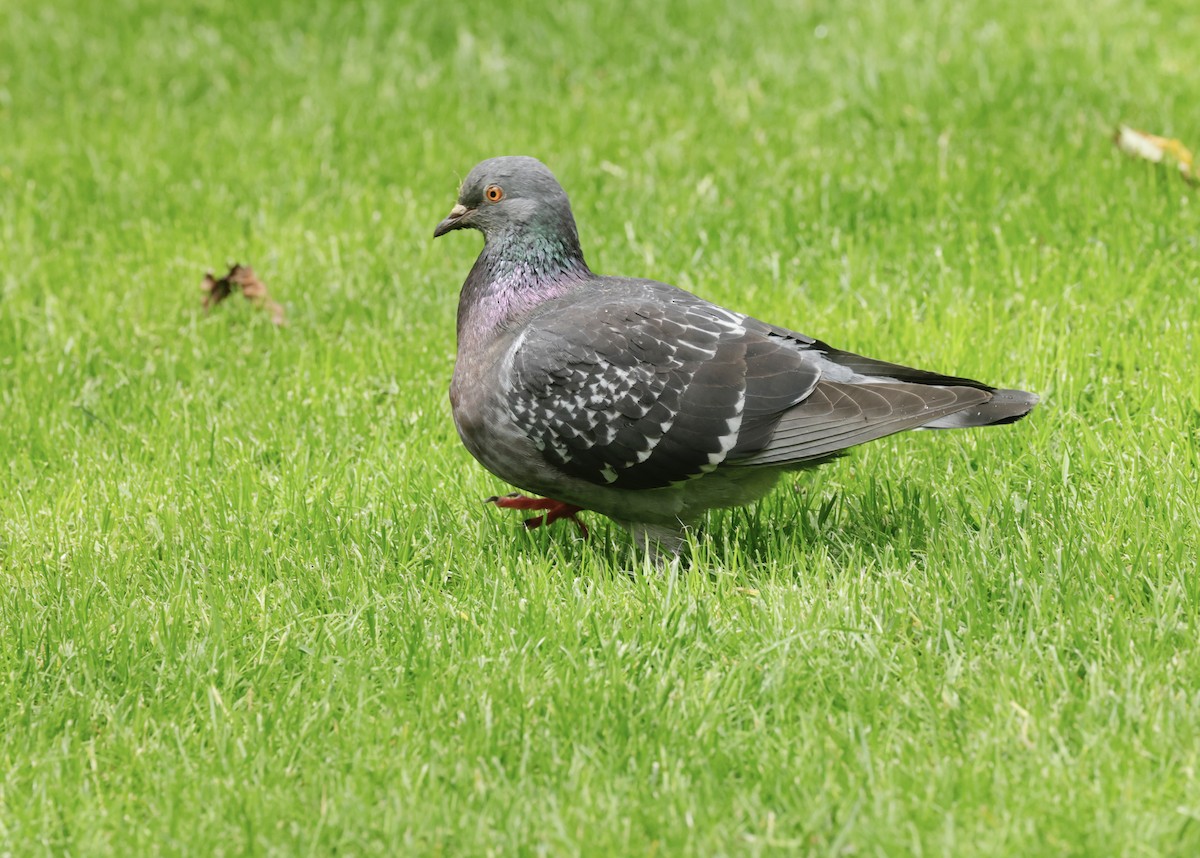 Rock Pigeon (Feral Pigeon) - ML620286411