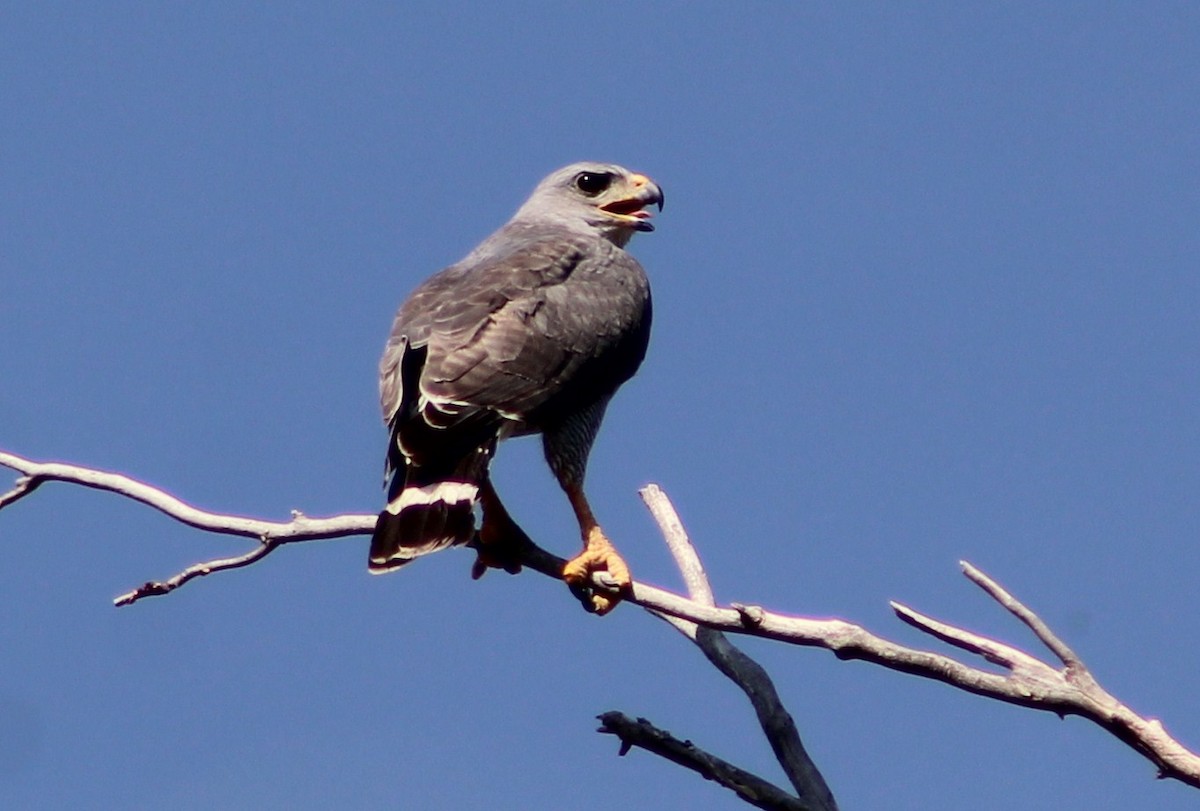 Graubussard - ML620286413