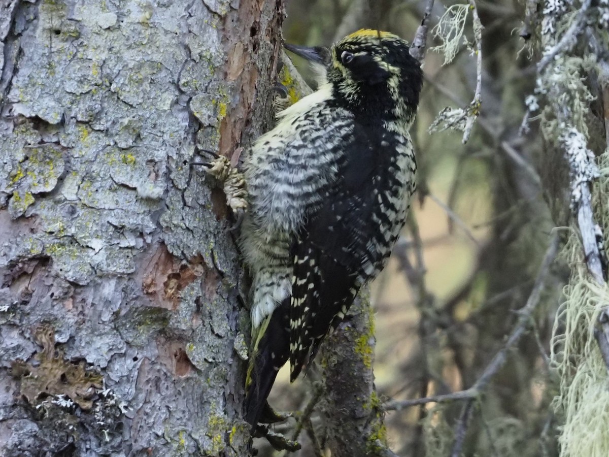 American Three-toed Woodpecker - ML620286419