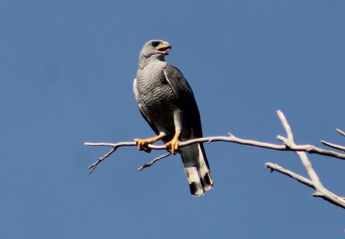 Gray Hawk - ML620286420